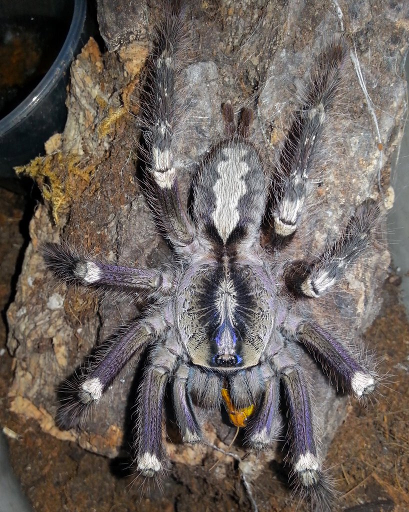 0.1 Poecilotheria smithi