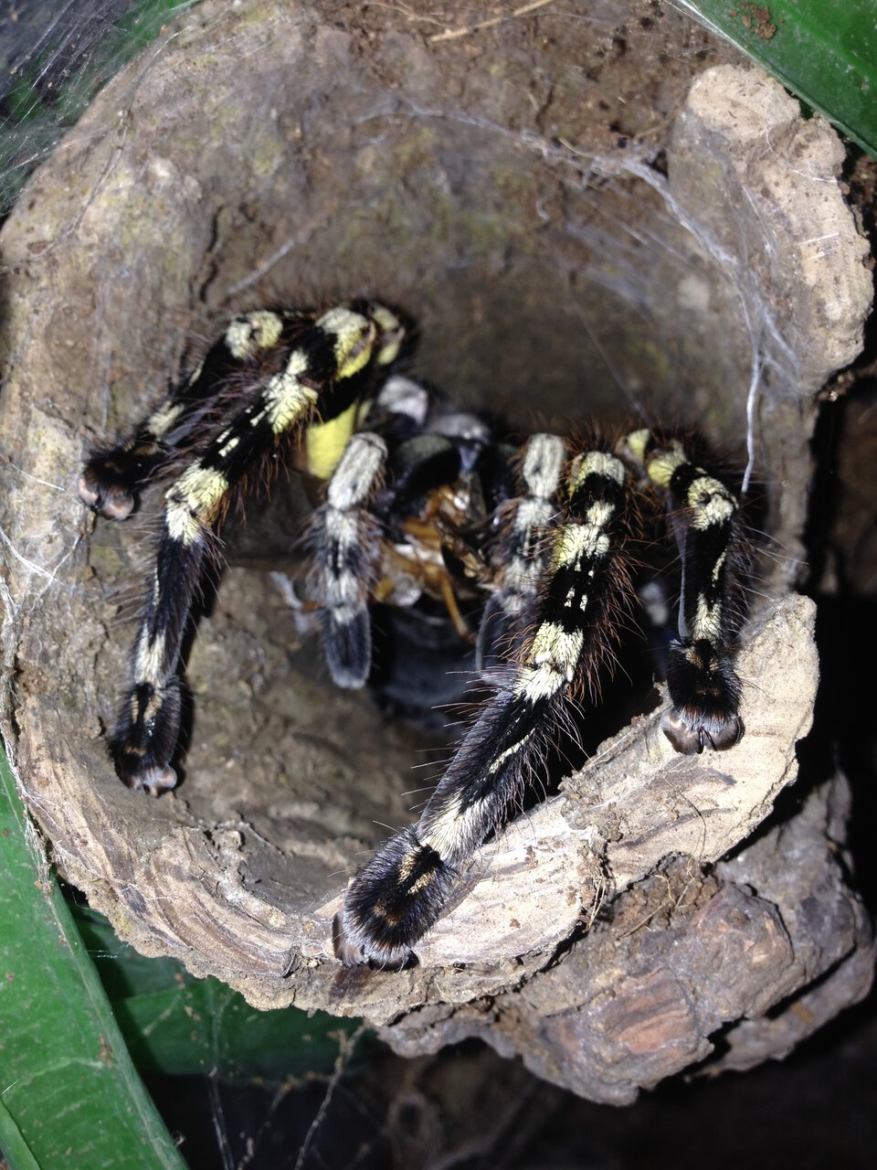 0.1 Poecilotheria striata Feeding