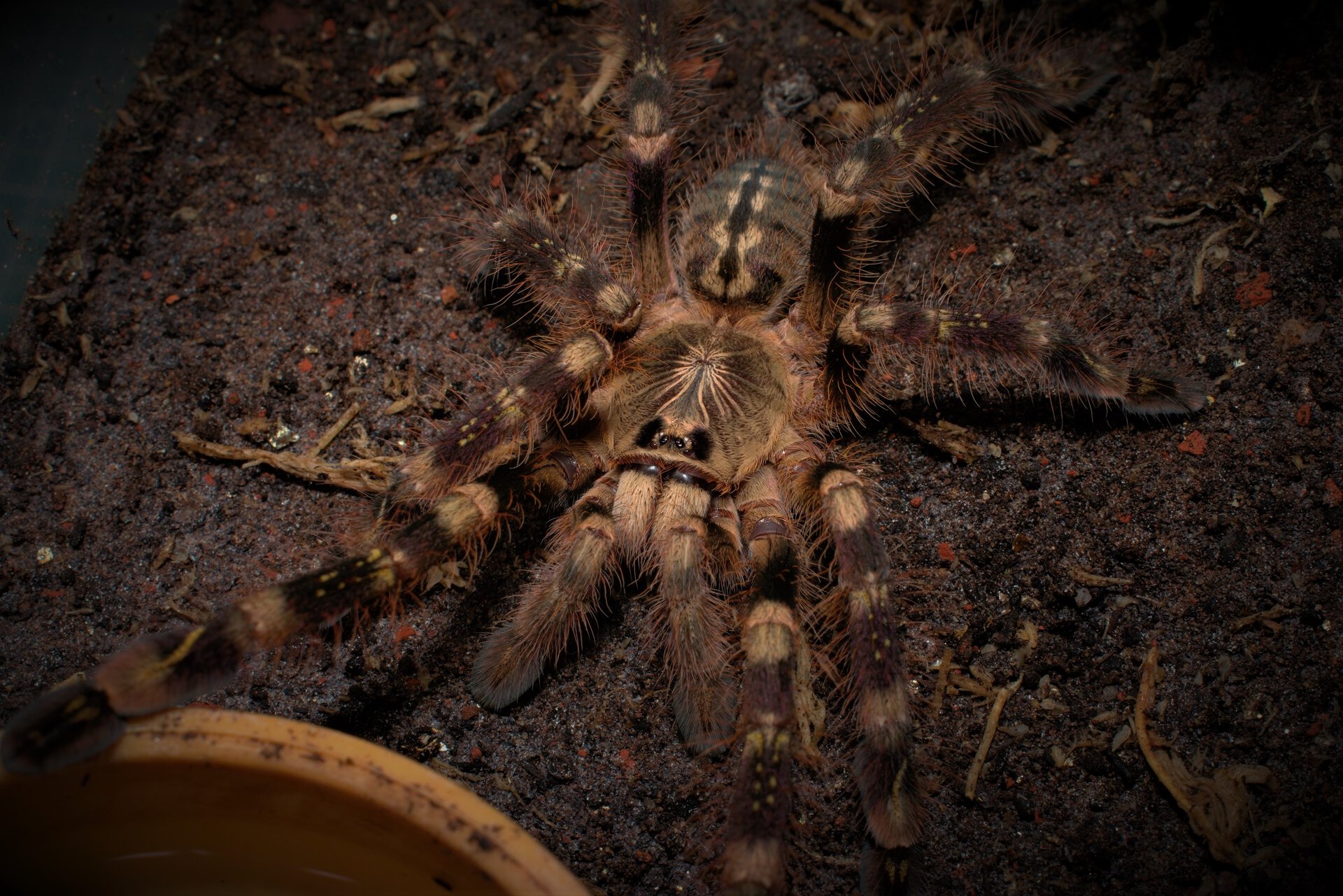 0.1 Poecilotheria subfusca "Highland"