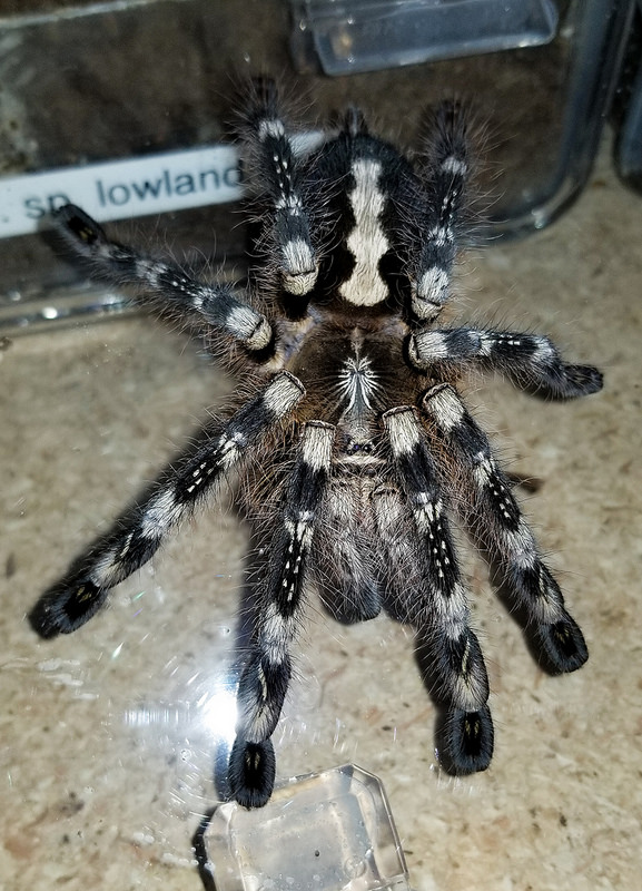 0.1 Poecilotheria subfusca Lowland/Bara