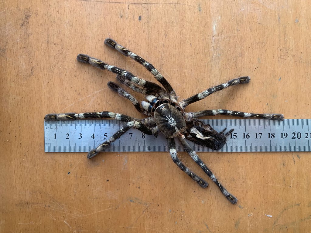 0.1 Poecilotheria subfusca (lowland) molt