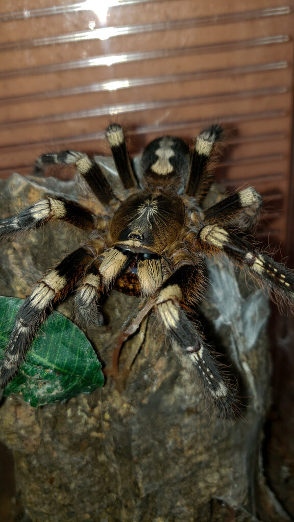 0.1 Poecilotheria subfusca (Lowland)