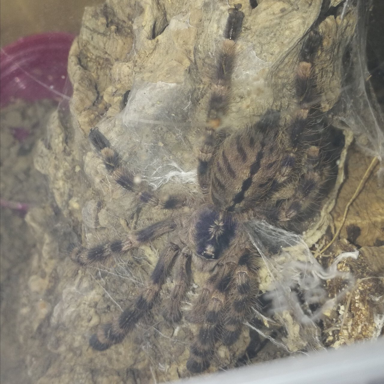 0.1 Poecilotheria subfusca "lowland"