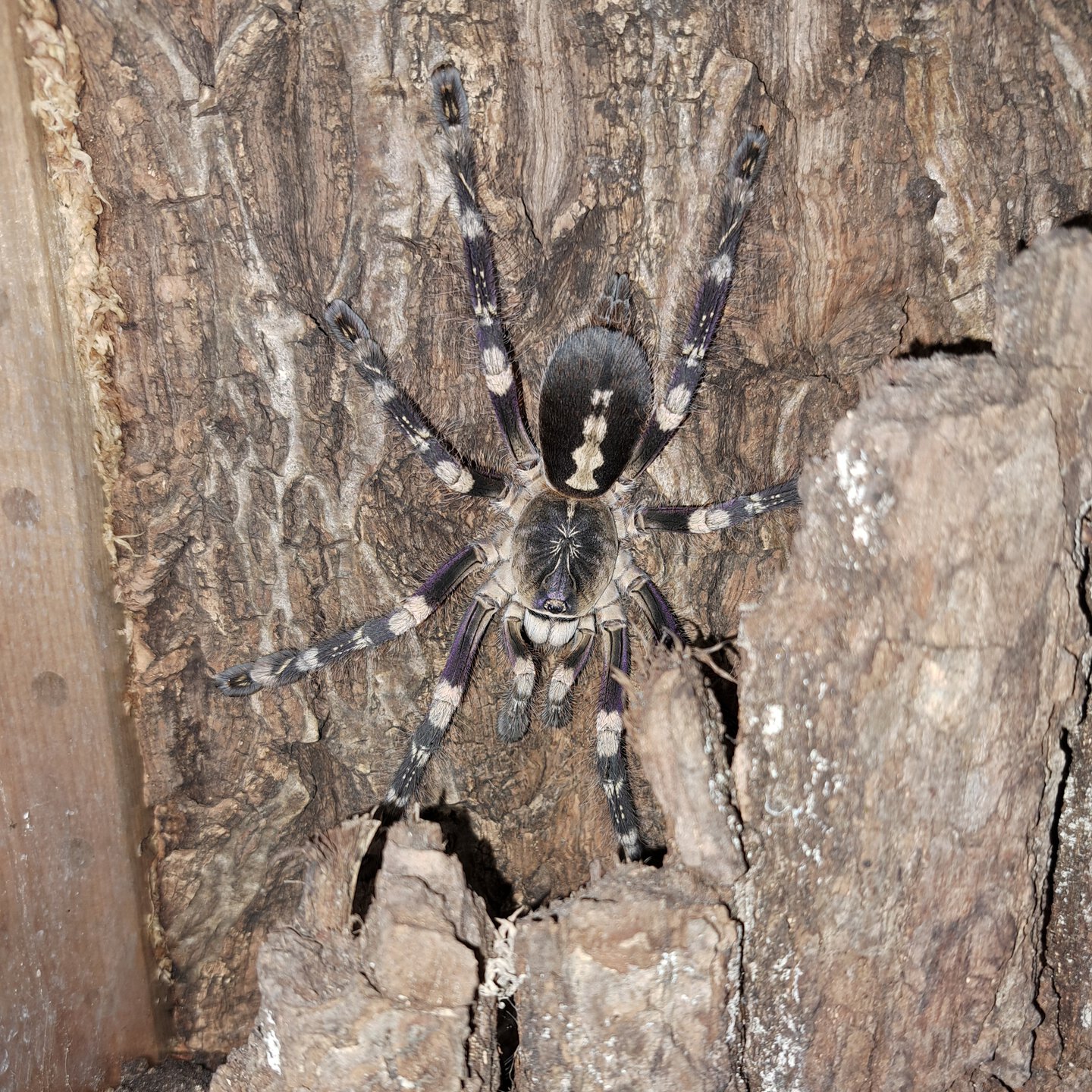 0.1 Poecilotheria subfusca 'lowland'