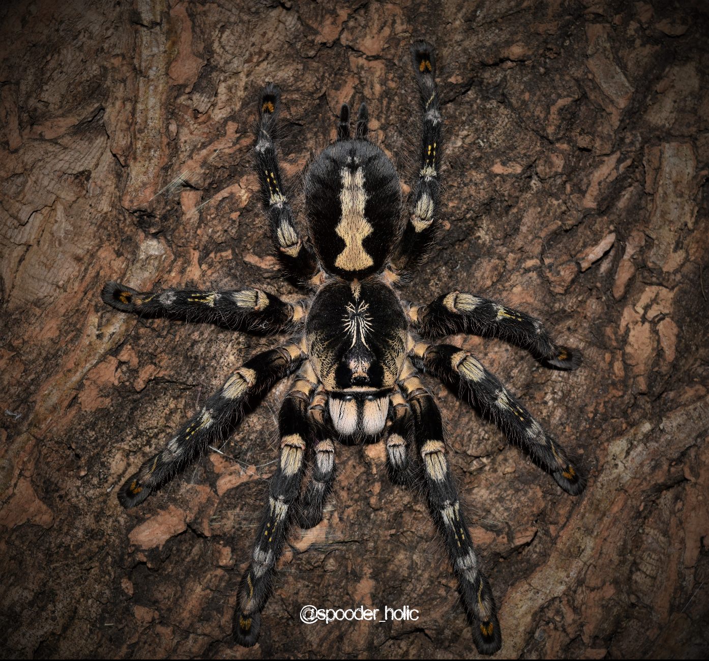 0.1 Poecilotheria subfusca