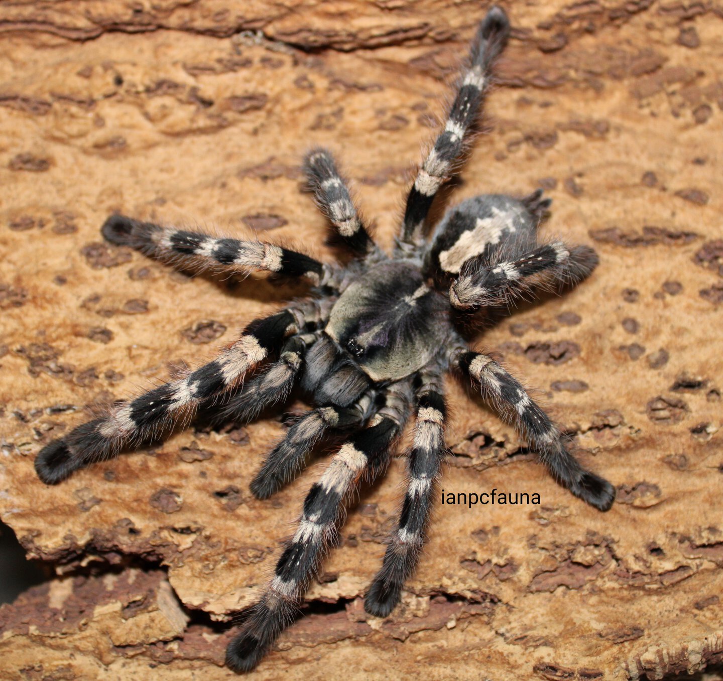 0.1 Poecilotheria tigrinawesseli