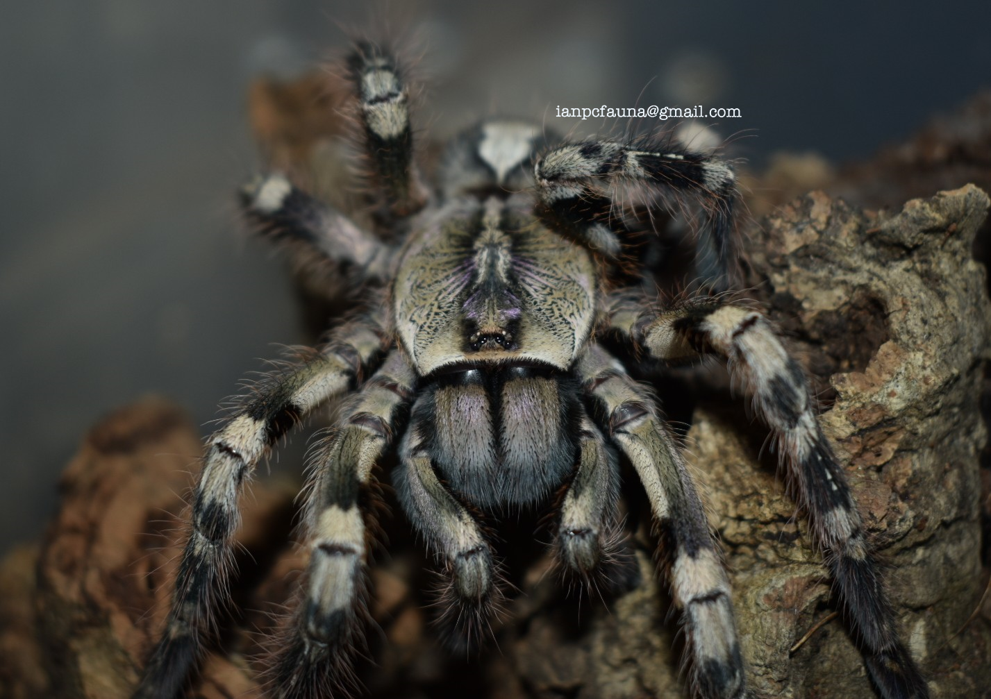 0.1 Poecilotheria vittata