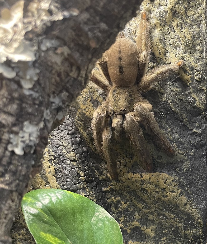 0.1 Psalmopoeus cambridgei