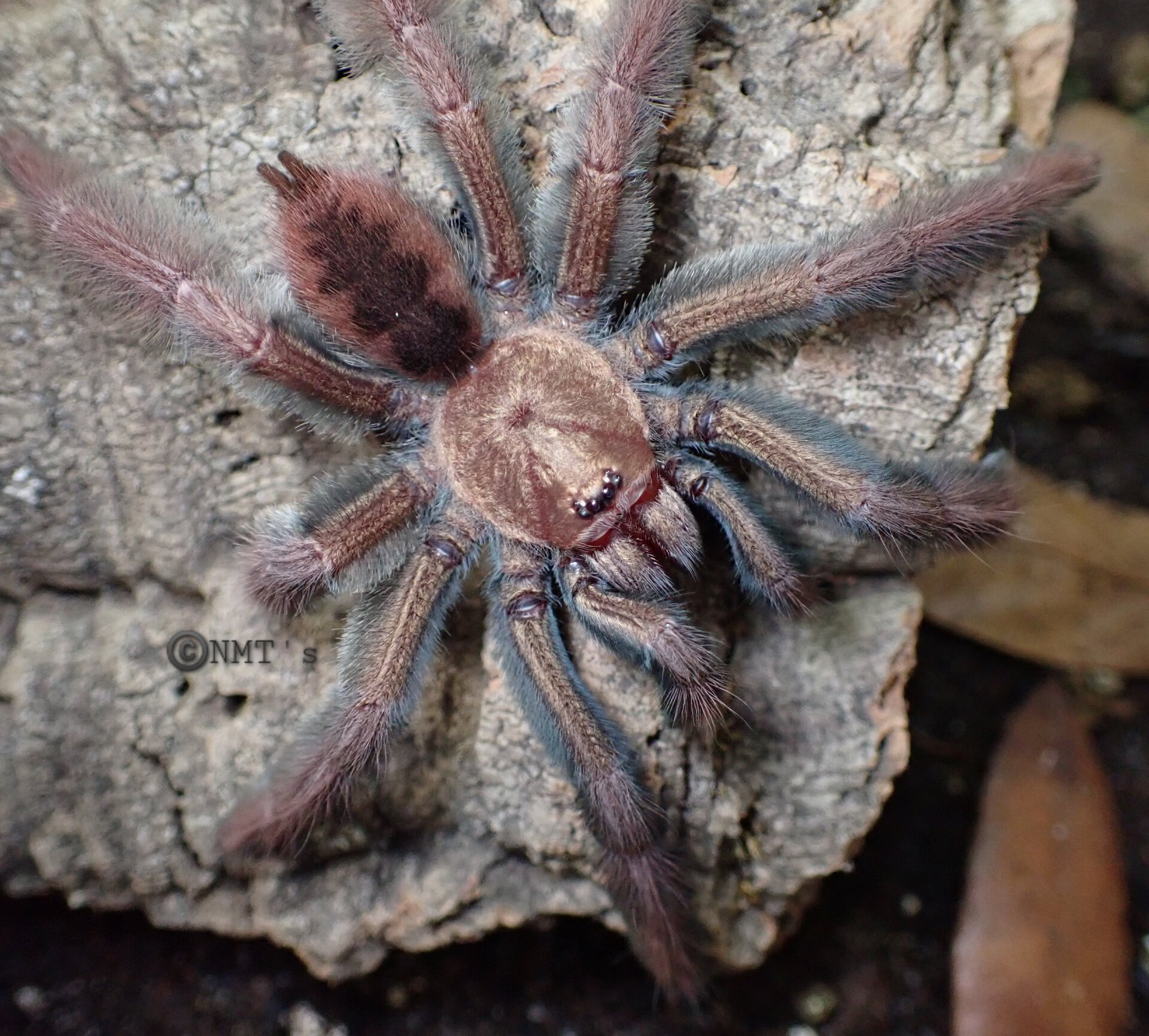 0.1 Psalmopoeus ecclesiasticus - 3.75" DLS