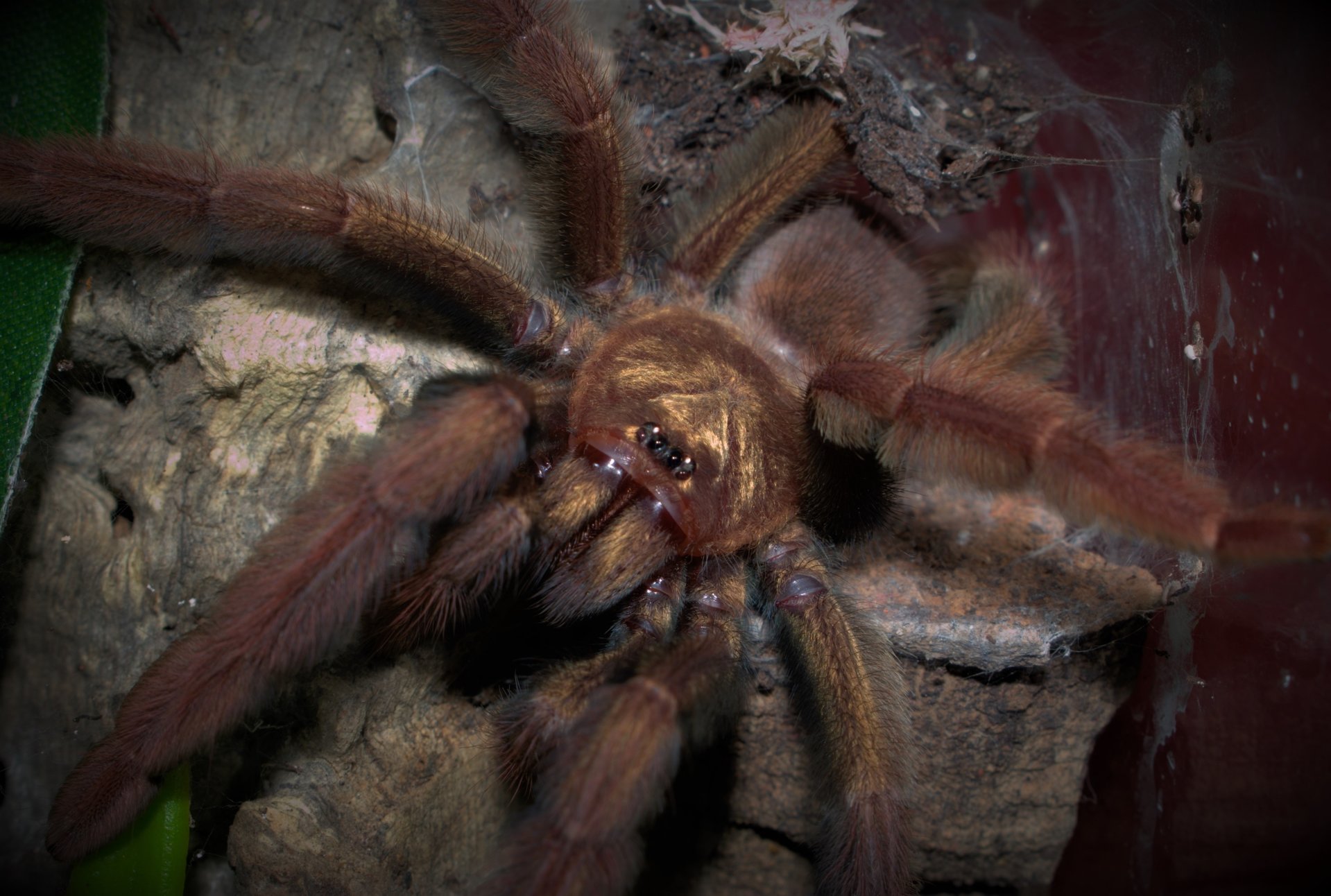 0.1 Psalmopoeus ecclesiasticus