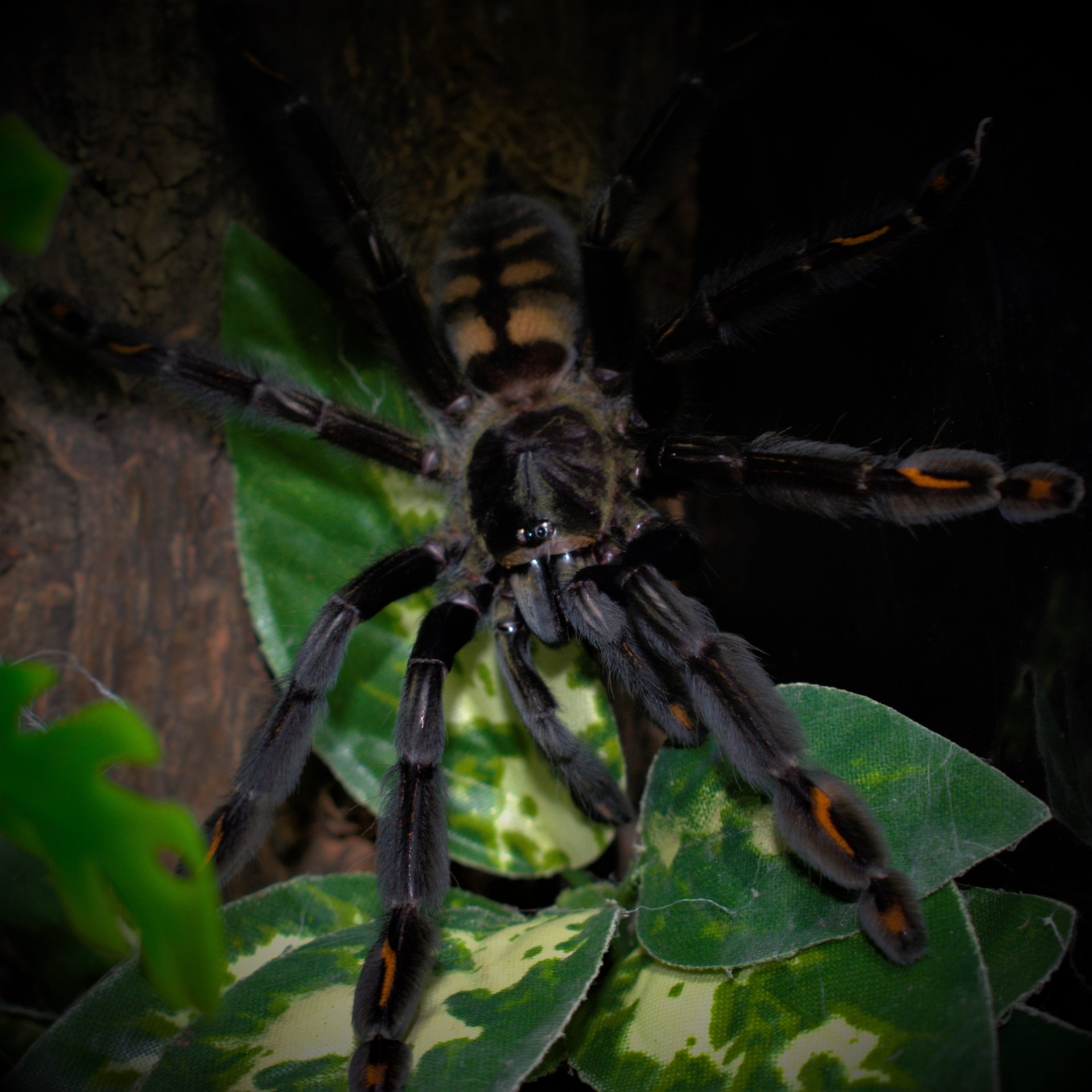 0.1 Psalmopoeus irminia