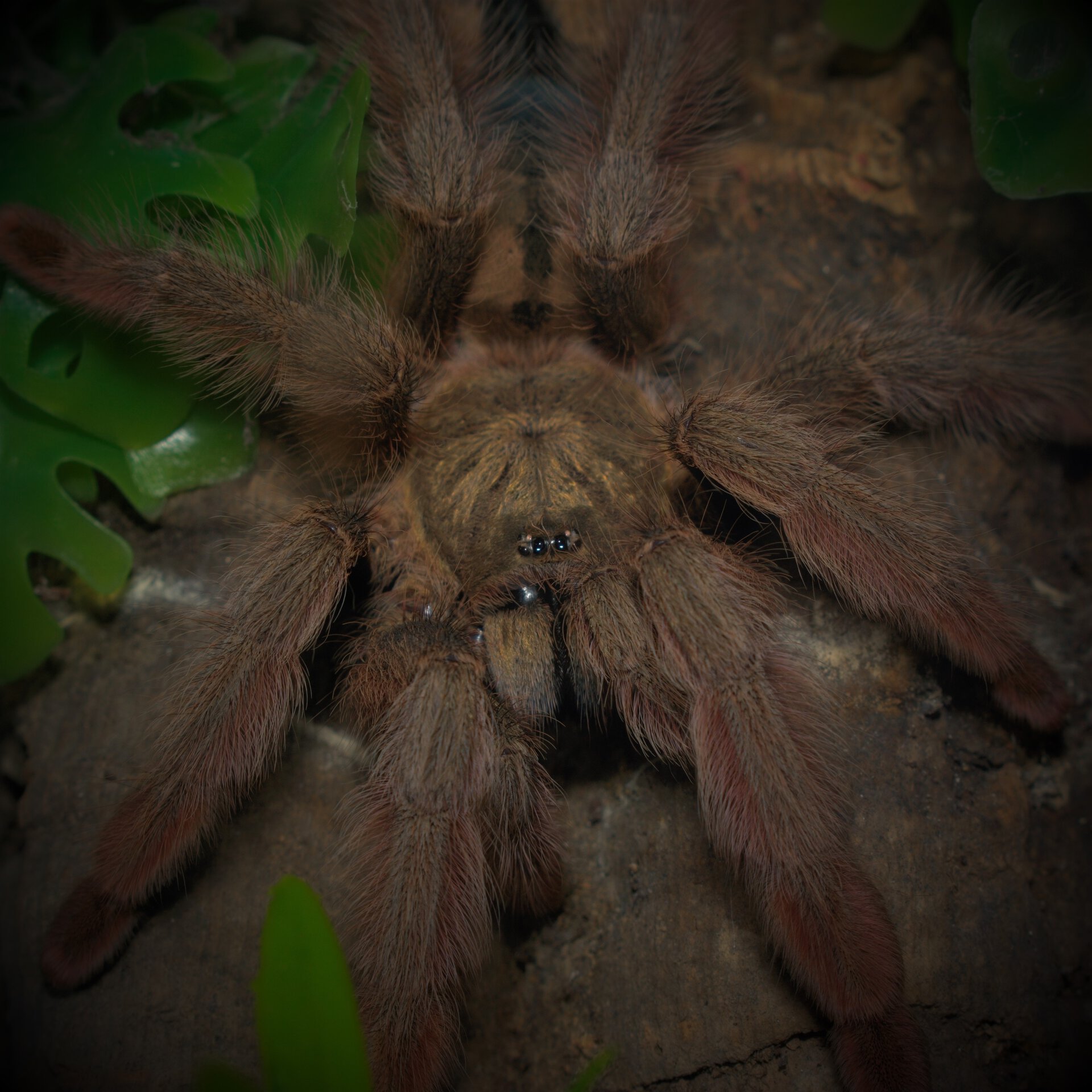 0.1 Psalmopoeus pulcher