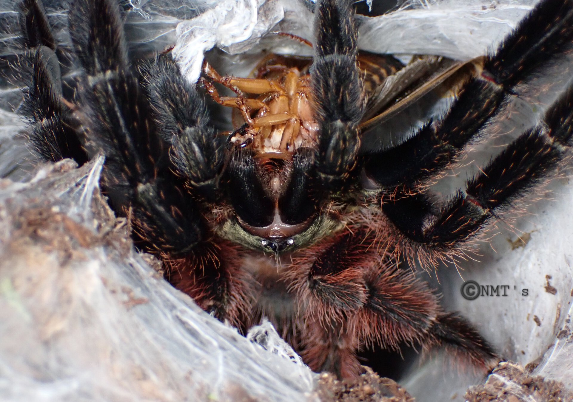 0.1 Psalmopoeus victori feeding time...