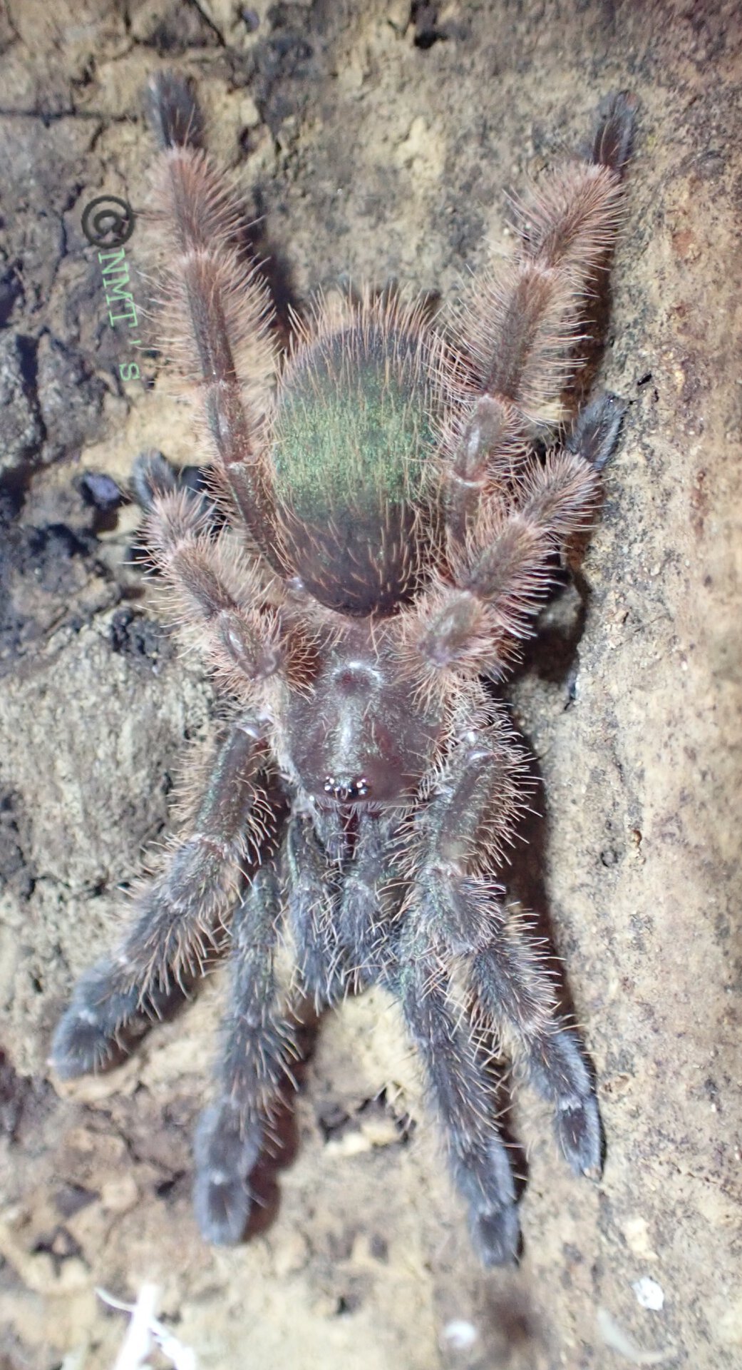 0.1 Psalmopoeus victori (Mars)