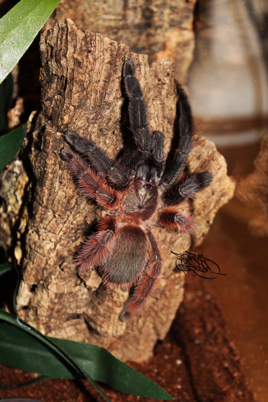 0.1 Psalmopoeus victori