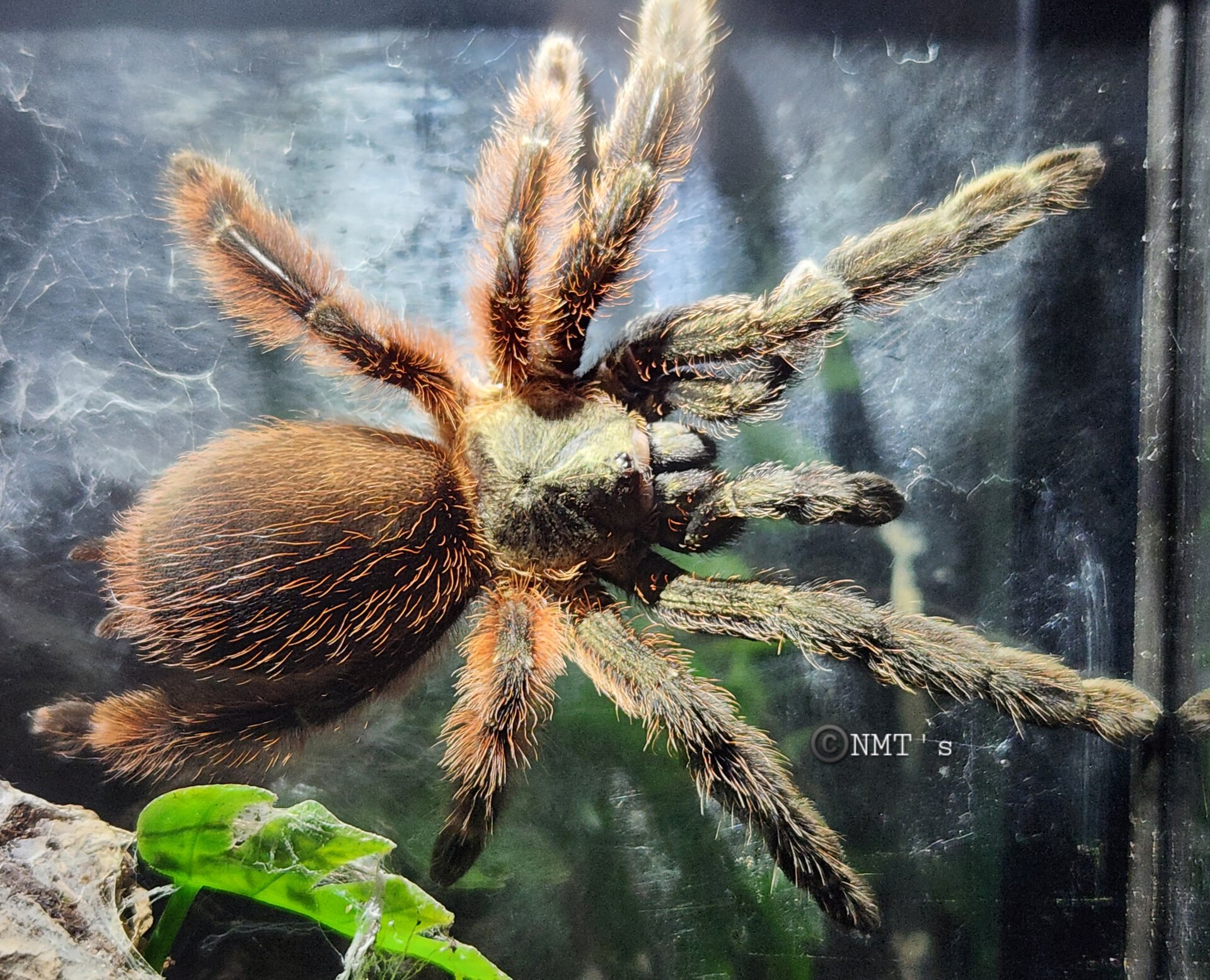 0.1 Psalmopoeus victori