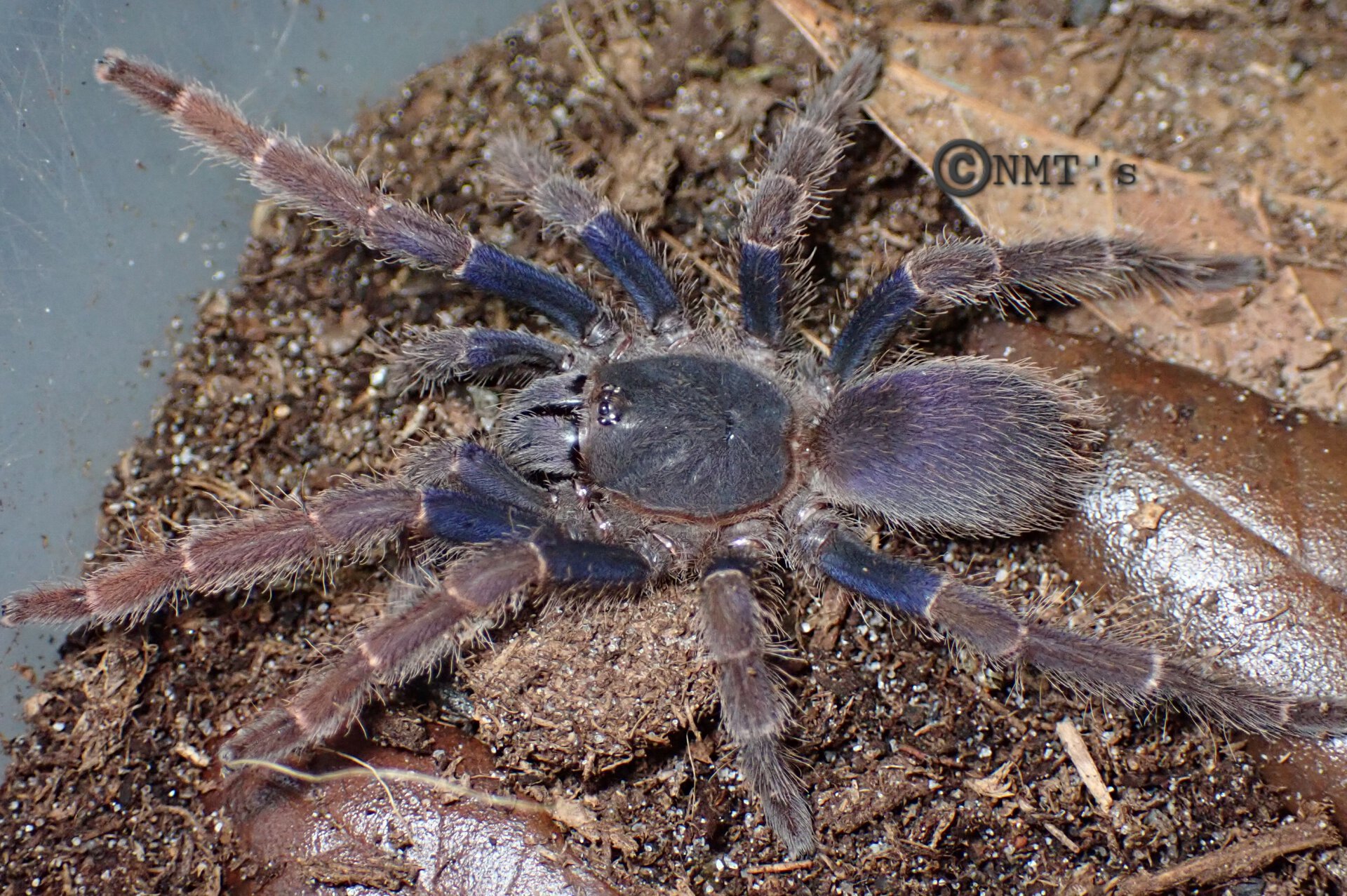 0.1 Psednocnemis brachyramosa - 2.25" DLS