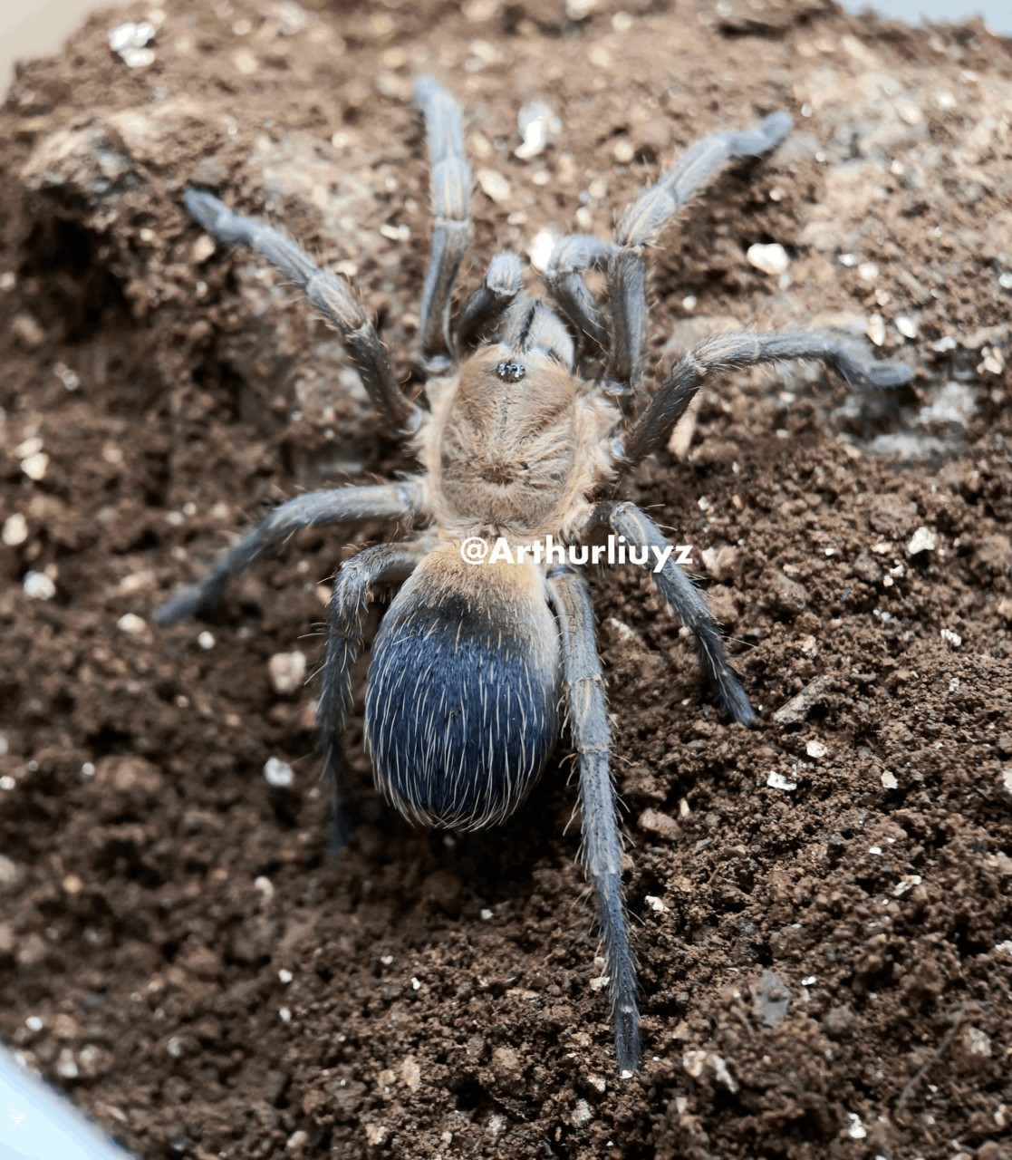 0.1 Pseudhapalopus sp. "Columbia"