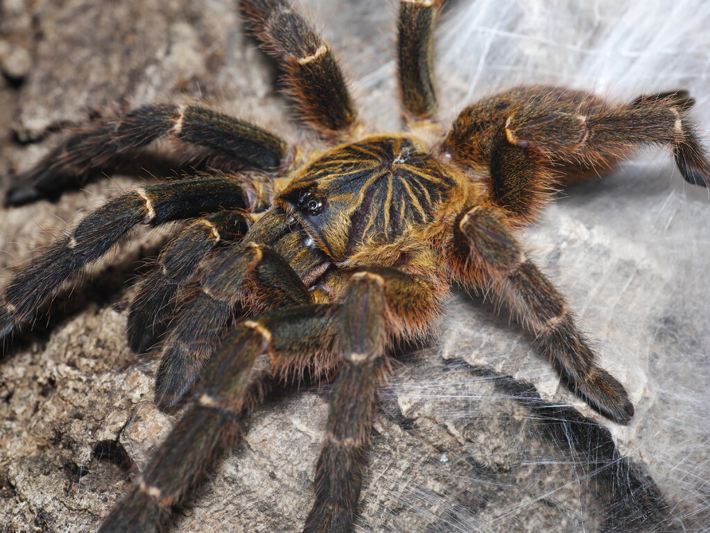 0.1 Pterinochilus murinus DCF Mikumi freshly molted