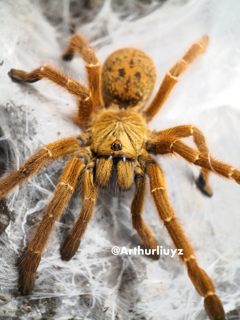 0.1 Pterinochilus murinus