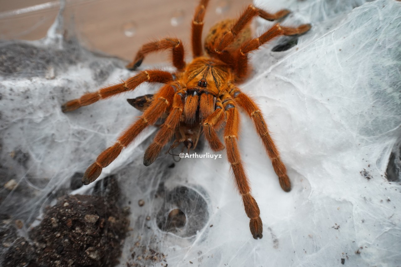 0.1 Pterinochilus murinus