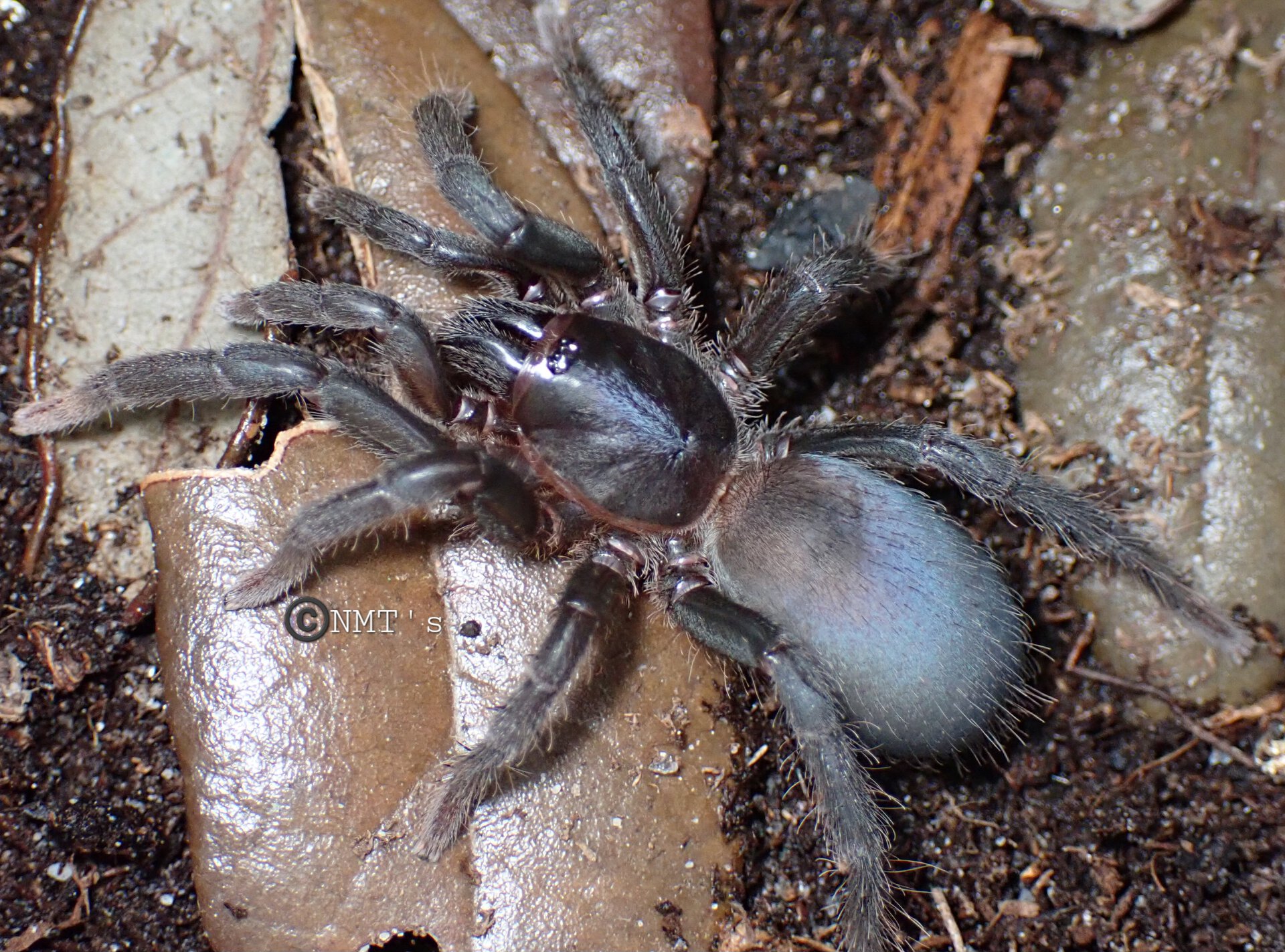 0.1 Sahydroaraneus raja - 2.5" DLS