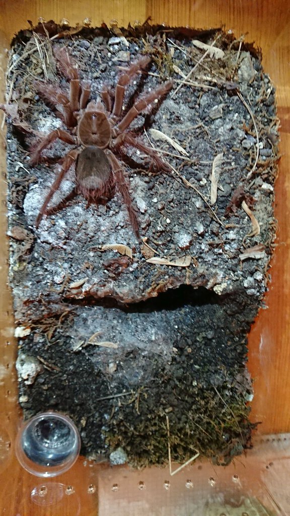 0.1 T. blondi growing out of her enclosure quickly