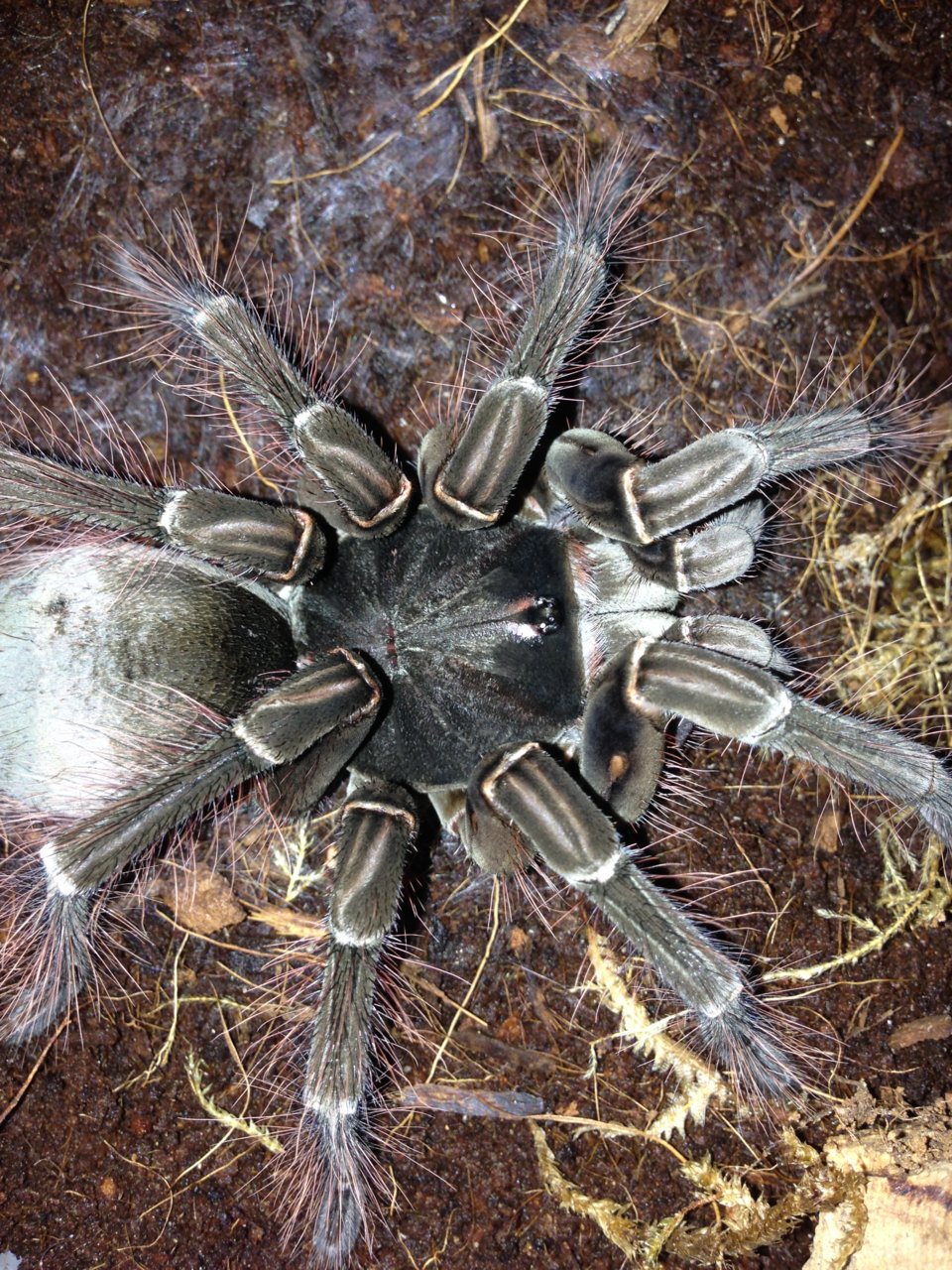 0.1 T. stirmi 5 Days Post-Molt