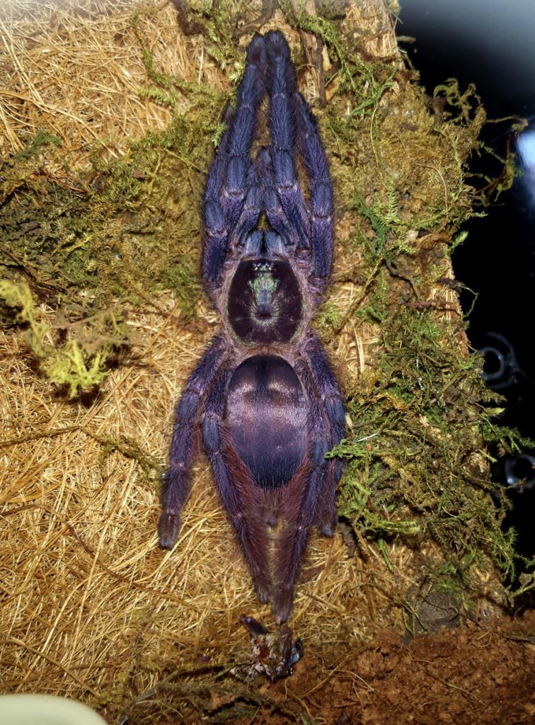 0.1 T. violaceus