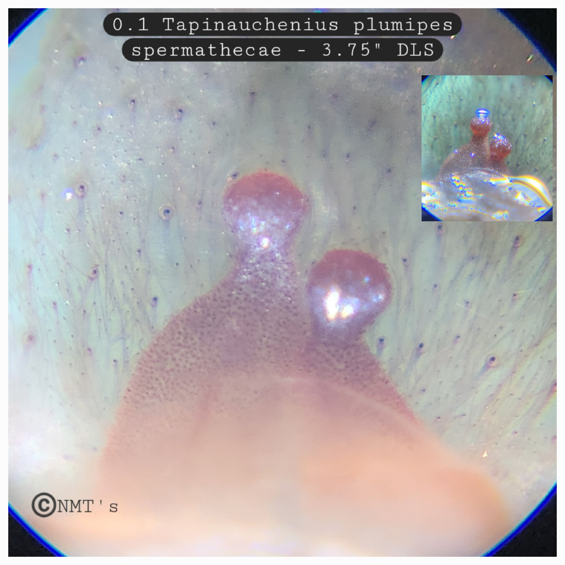 0.1 Tapinauchenius plumipes - 3.75" DLS