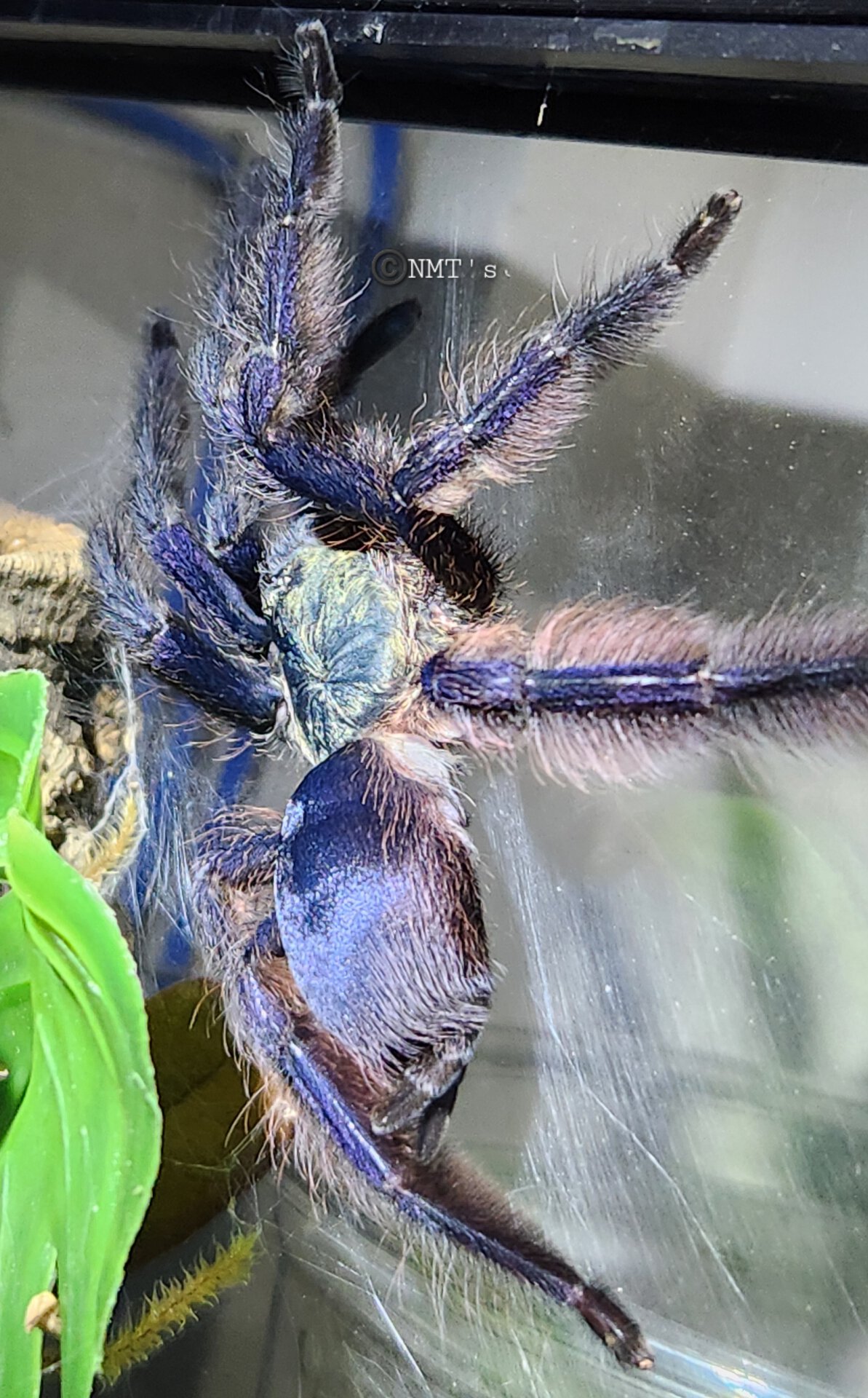 0.1 Tapinauchenius plumipes - 4.75" DLS