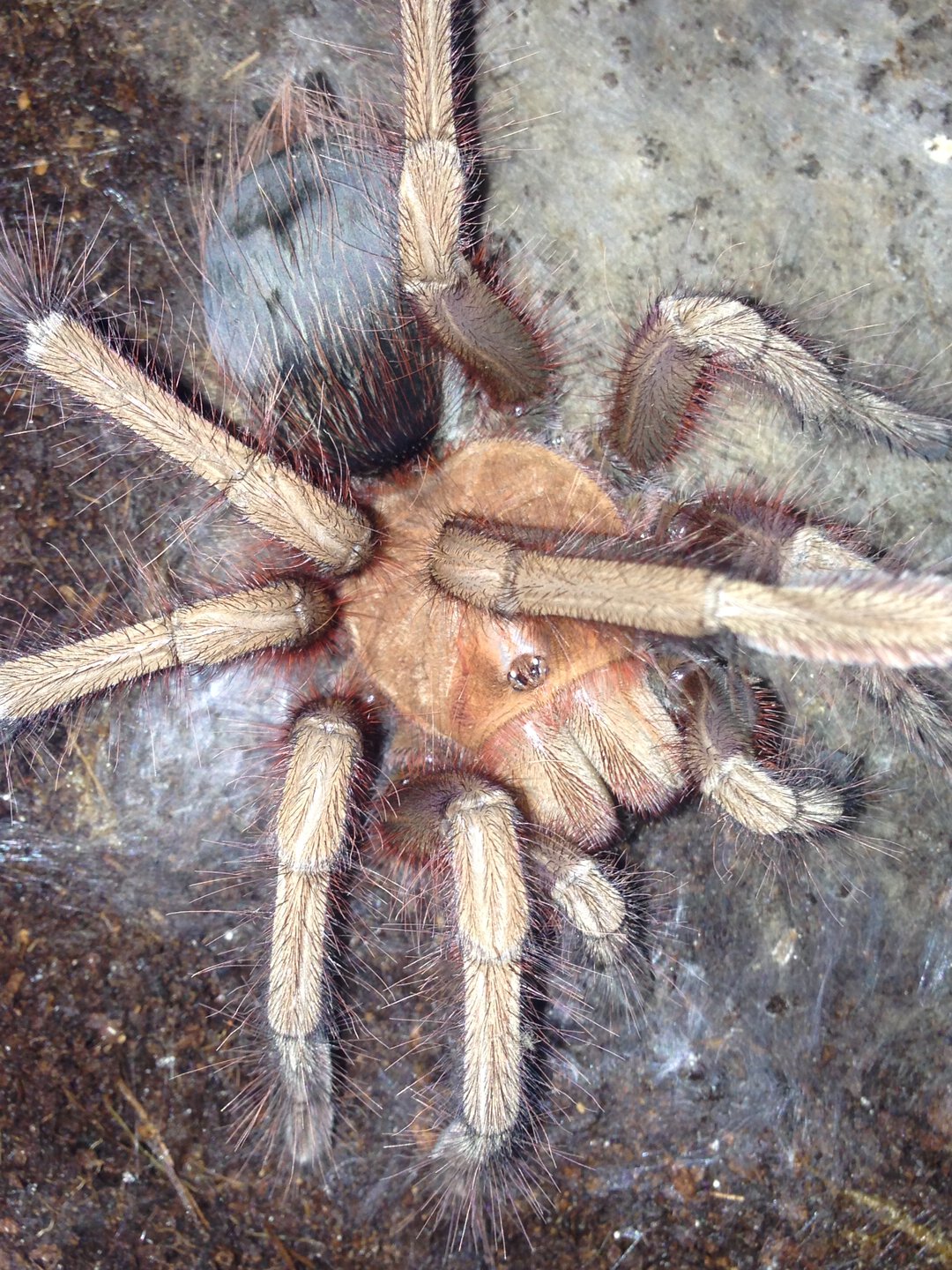 0.1 Theraphosa apophysis Freshly Molted