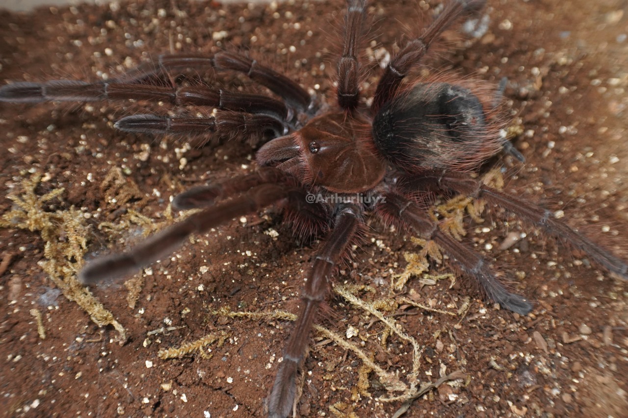 0.1 Theraphosa apophysis