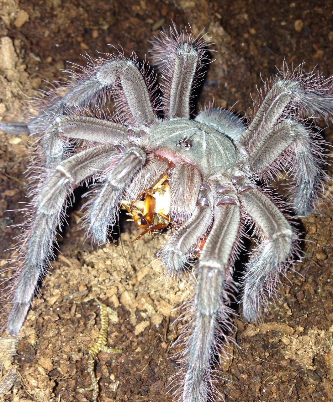 0.1 Theraphosa blondi Feeding