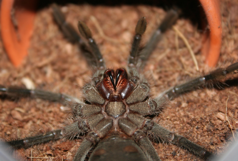 0.1 Theraphosa blondi