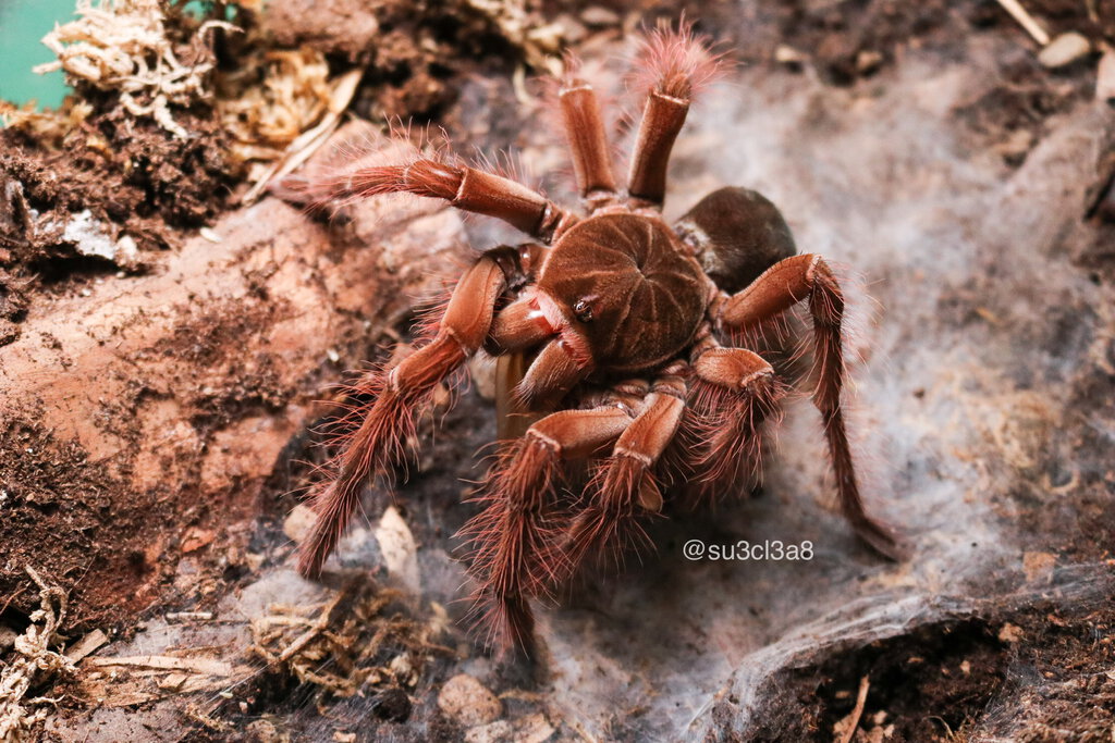 0.1 Theraphosa blondi