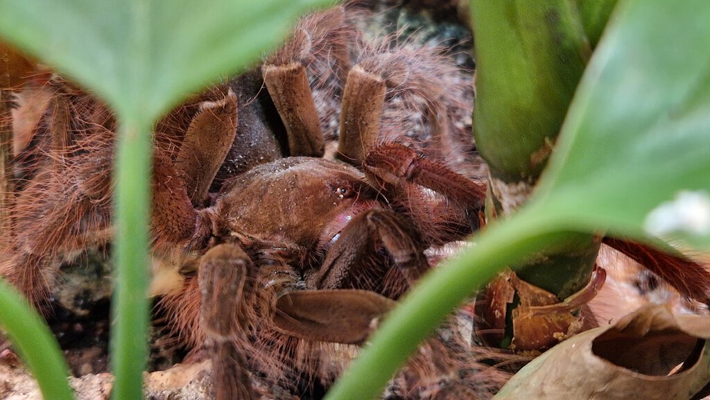 0.1 Theraphosa blondi