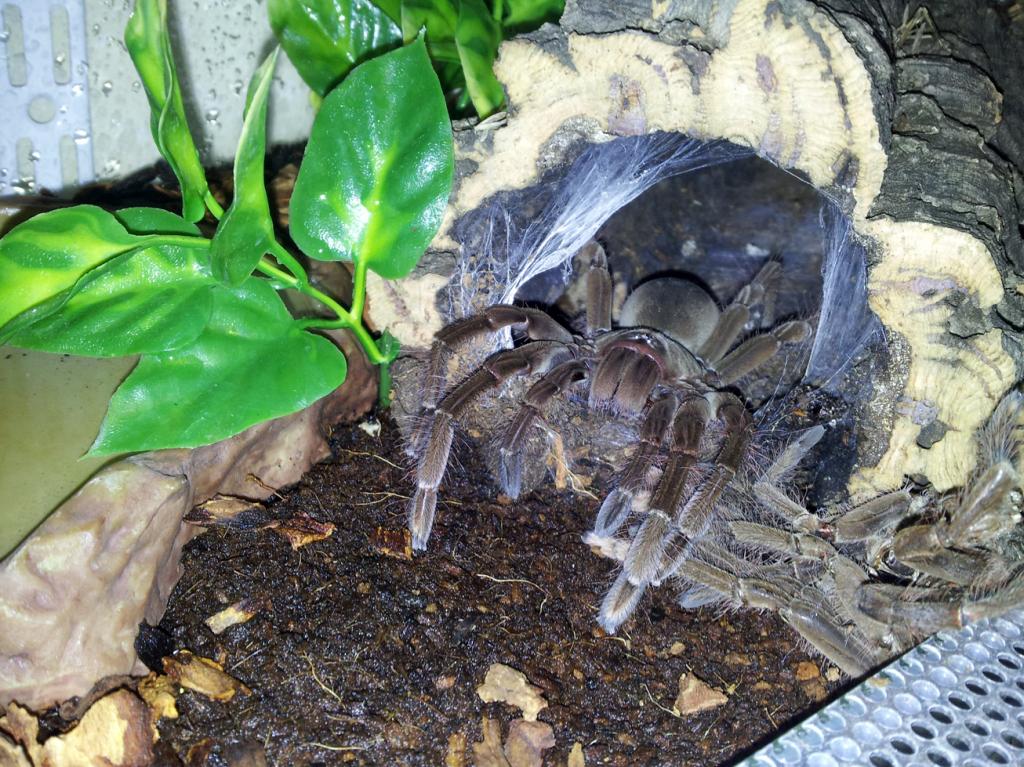 0.1 Theraphosa stirmi