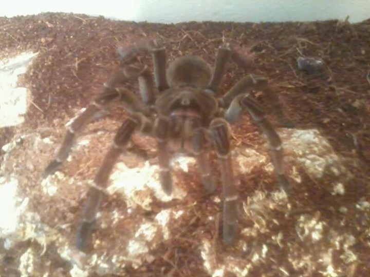 0.1 Theraphosa stirmi