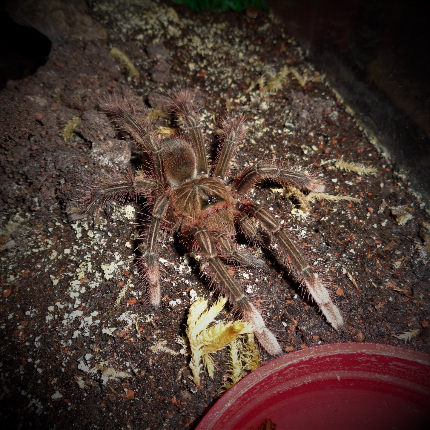 0.1 Theraphosa stirmi