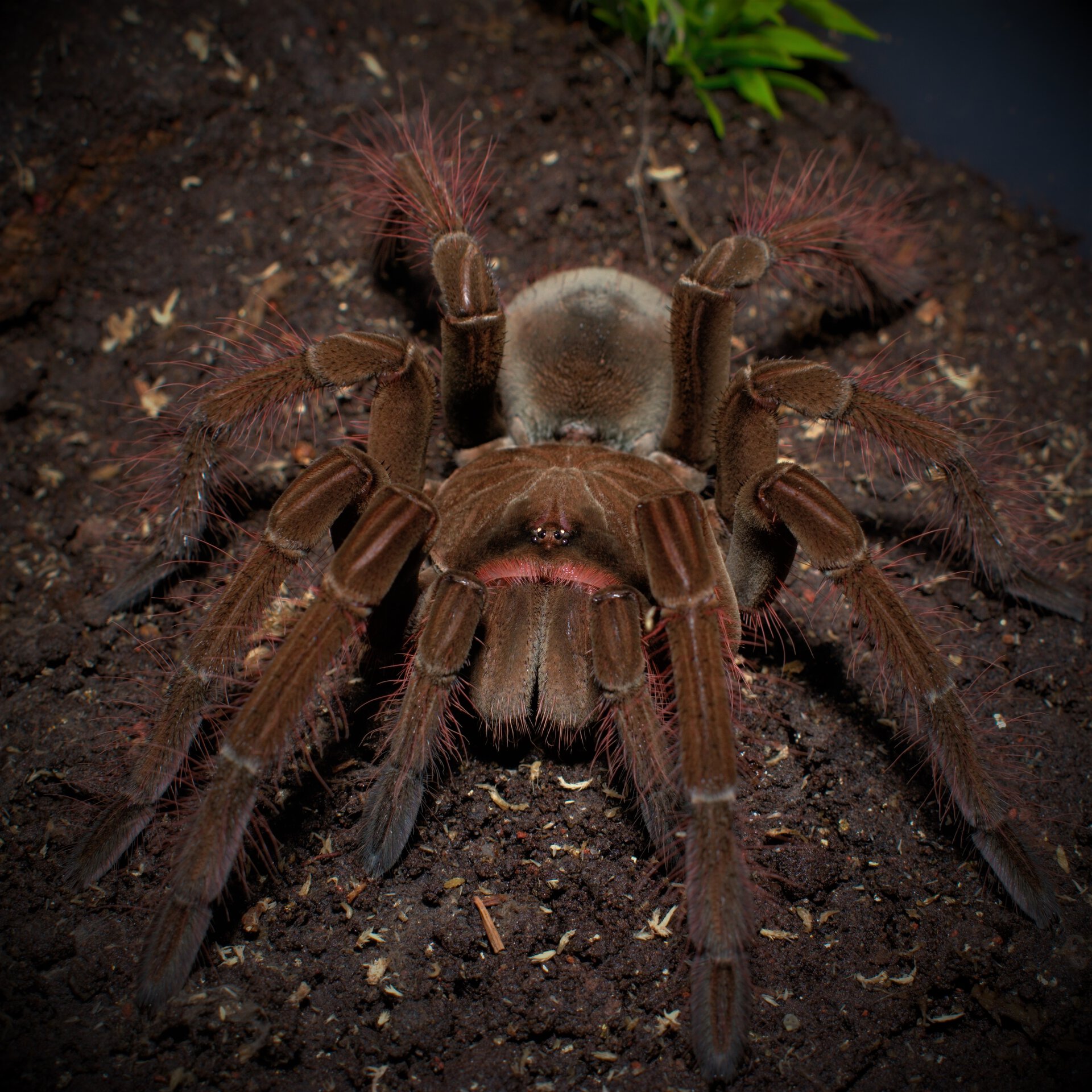 0.1 Theraphosa stirmi