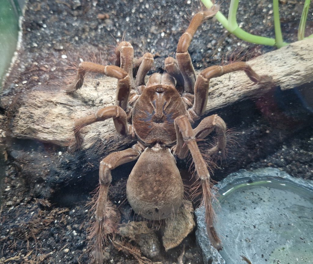 0.1 Theraphosa stirmi