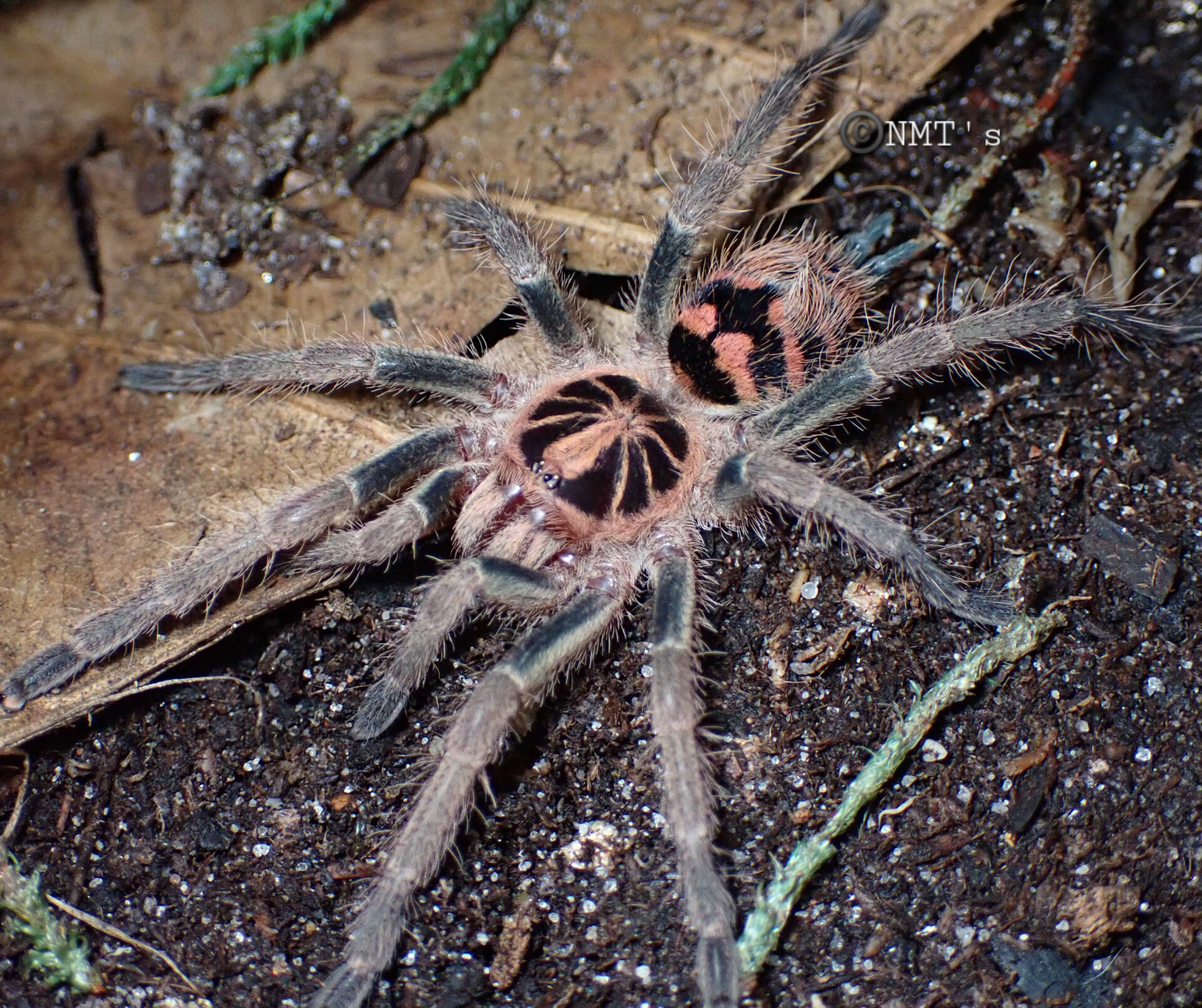 0.1 Theraphosidae sp. Colombia - 2.25" DLS