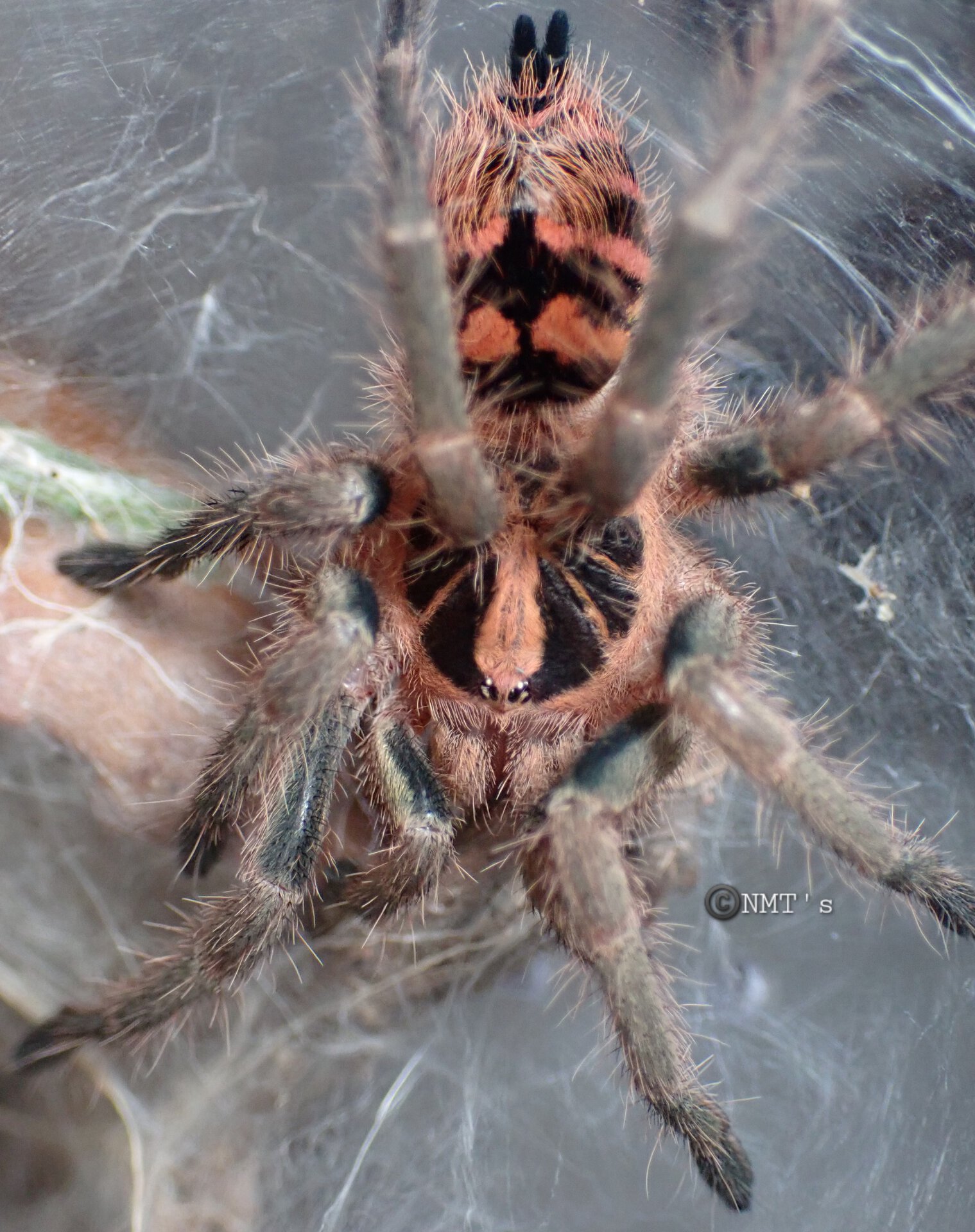 0.1 Theraphosidae sp. Colombia (kolumbia) - 2.25" DLS