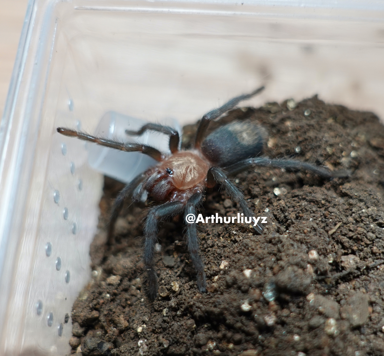 0.1 Theraphosinae sp. "Blue"