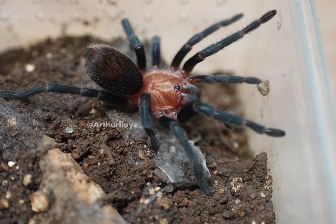 0.1 Theraphosinae sp. "Blue"