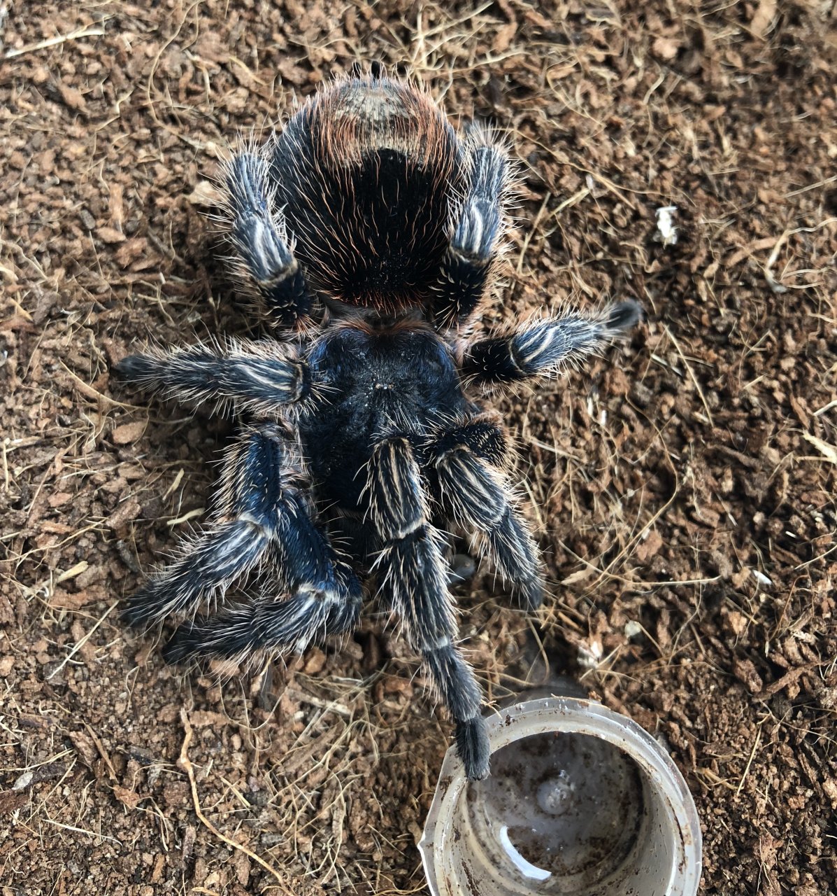 0.1 Thrixopelma cyaneolum