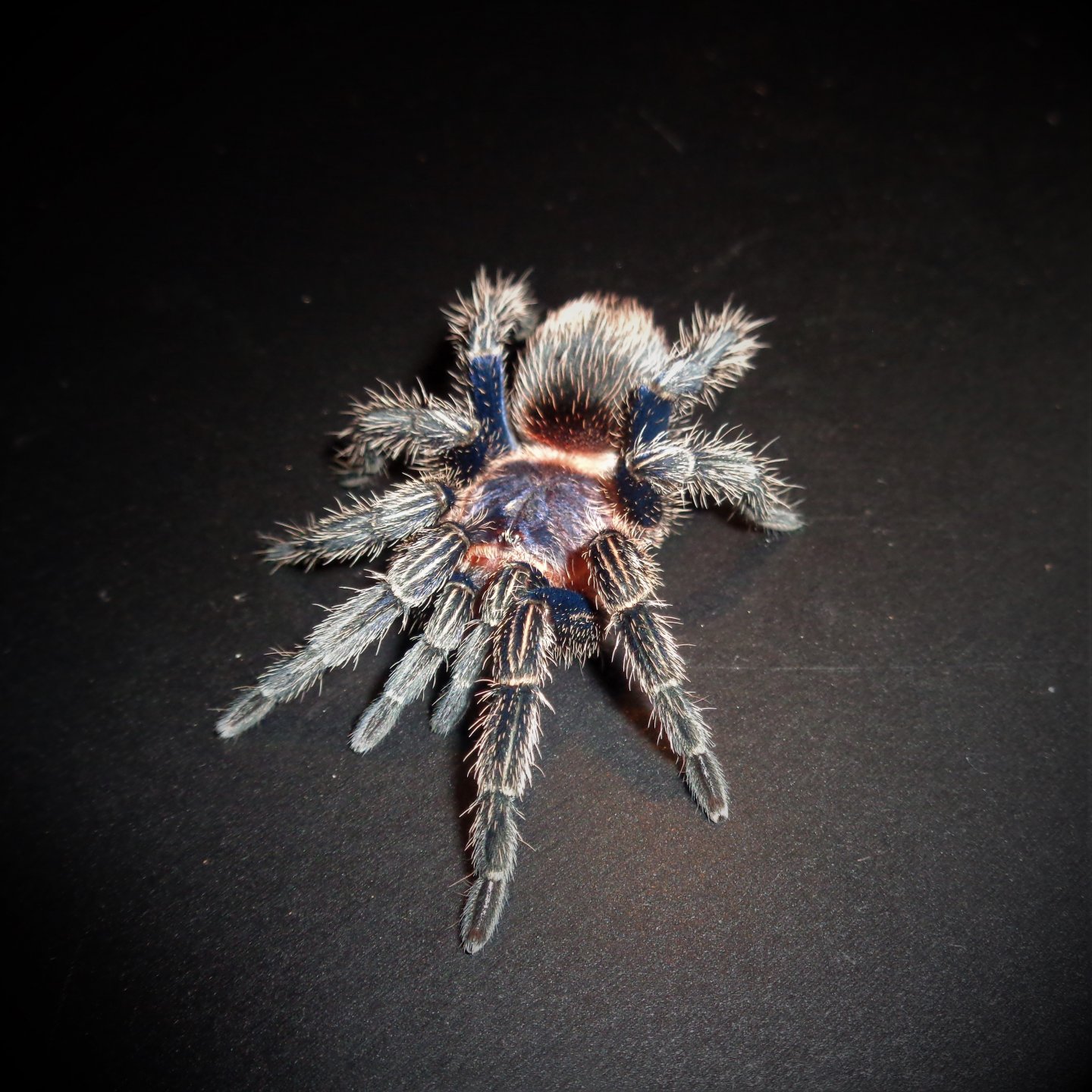 0.1 Thrixopelma cyaneolum