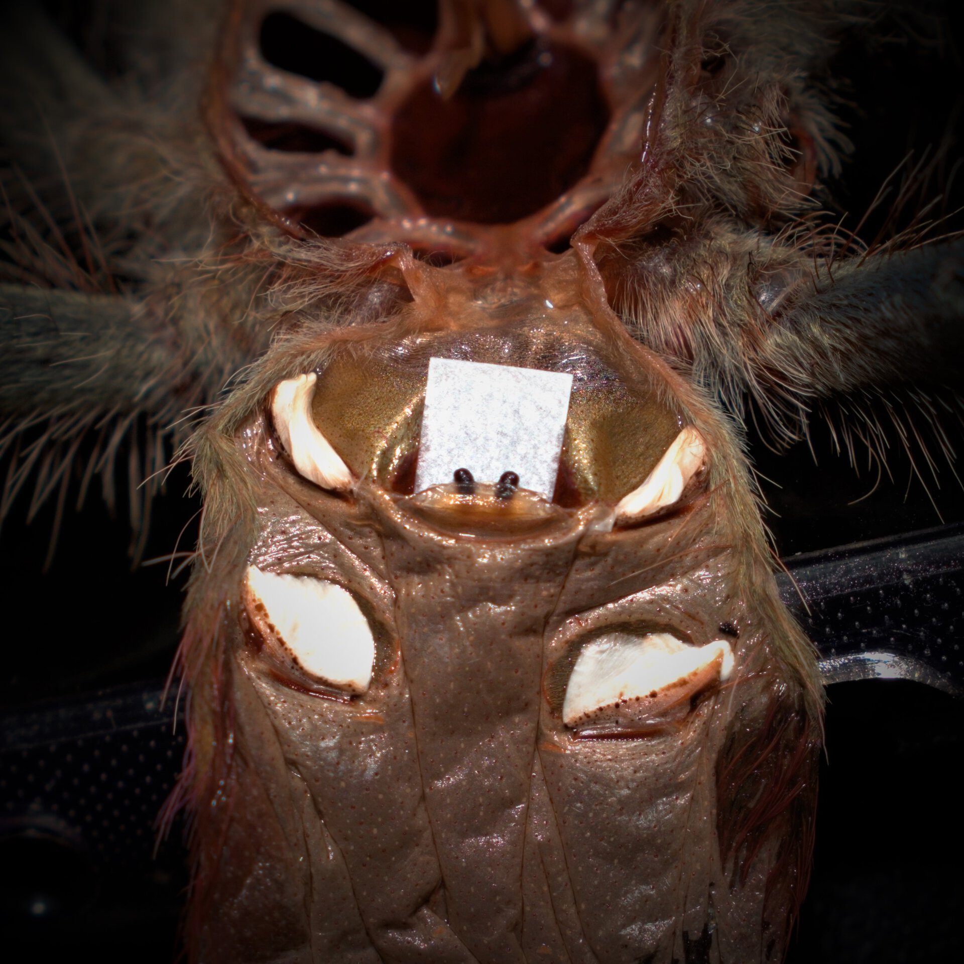 0.1 Thrixopelma ockerti