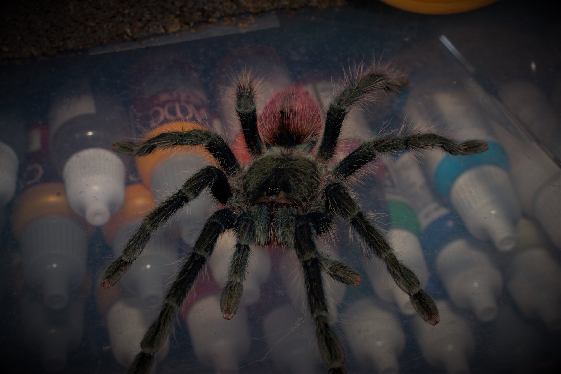 0.1 Thrixopelma ockerti